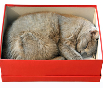 Cat sleeping in a box Cat sleeping in a box